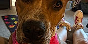 Blue is registered to the contest to win money with this photo: dog, pet, indoor, close_up, pink_harness, canine, animal, person, carpet, living_room, furniture, casual, relaxed, cute, portrait, brown_dog, domestic, eyes, snout, paws