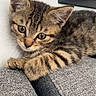 kitten, cat, tabby, pet, animal, feline, whiskers, ears, eyes, fur, striped, gray, fabric, couch, indoor, shelf, wall, cute, young, resting