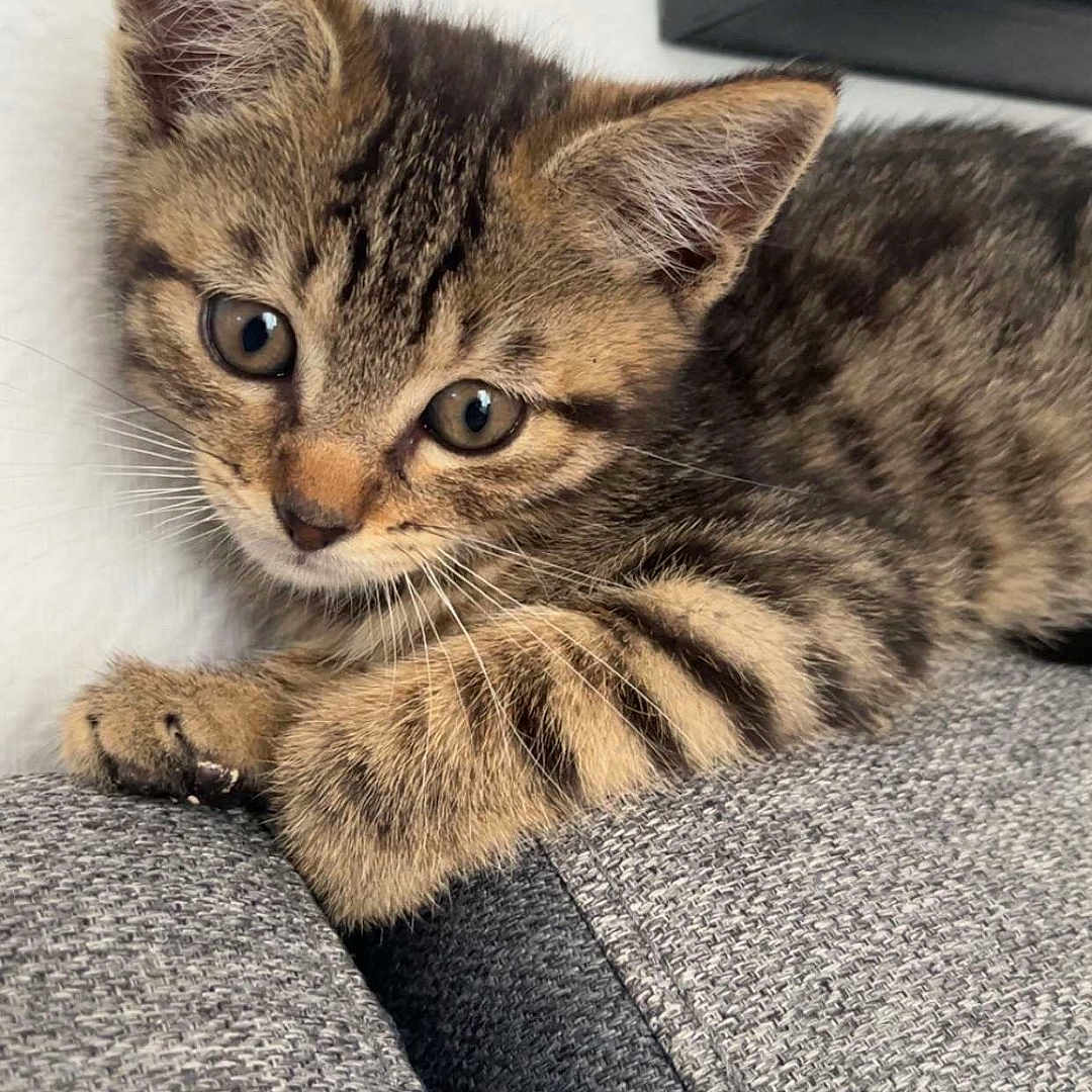 Shy