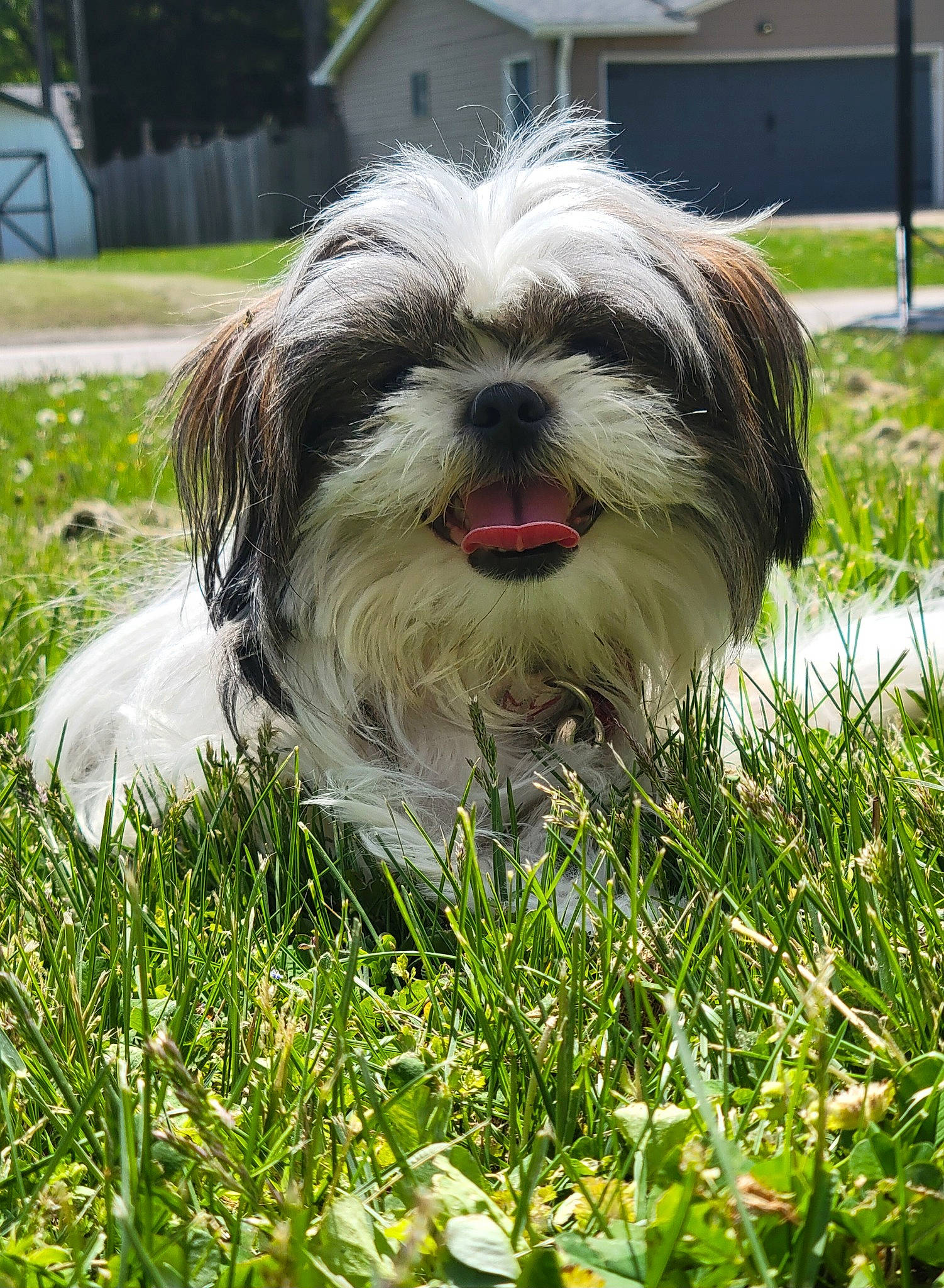 Cloe is registered to the contest to win money with this photo: canidae, carnivore, companion_dog, dog, dog_breed, grass, groundcover, liver, mal_shi, maltepoo, non_sporting_group, plant, shih_tzu, small_terrier, snout, sporting_group, terrestrial_animal, terrier, toy_dog, working_animal