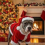 dog, santa_claus_costume, christmas_tree, fireplace, stockings, candles, holiday_decor, gift_boxes, carpet, indoor, festive, red, white, green, lights, pet, animal, winter, celebration, home