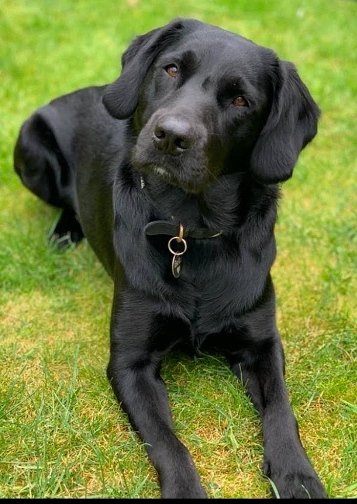 Bella joined the competition — help win amazing prizes! animal, canine, dog, hound, labradorretriever, newfoundland, pet, pointer, policedog, puppy