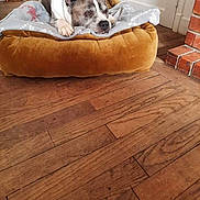 Erkan participe au concours pour gagner de l'argent avec cette photo : animal, blanket, brick_wall, brown, canine, comfort, cozy, dog, dog_bed, furniture, home, indoor, pet, plush, quiet, relaxed, resting, sleepy, white_door, wood_floor