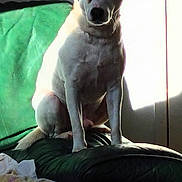 Bouboule a rejoint le concours — aidez-le/la à gagner de superbes lots ! dog, pet, white_coat, brown_patch, green_couch, leather_couch, sunlight, shadow, window_light, indoor, animal, sitting, calm, blanket, home, furniture, domestic, relaxed, portrait, companion