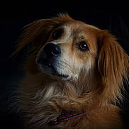 Jerry is registered to the contest to win money with this photo: dog, golden_retriever, pet, animal, portrait, fur, collar, closeup, cute, canine, mammal, looking_up, expression, fluffy, domestic_animal, indoor, companion, face, ears, whiskers