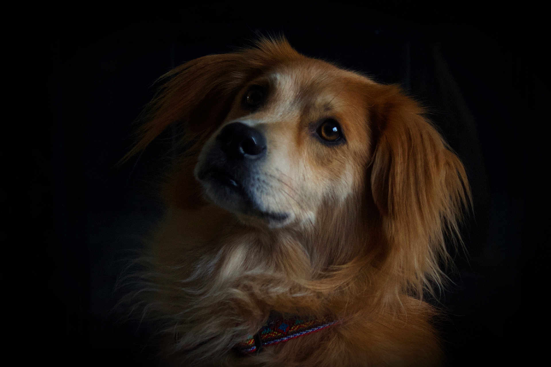 Jerry is registered to the contest to win money with this photo: dog, golden_retriever, pet, animal, portrait, fur, collar, closeup, cute, canine, mammal, looking_up, expression, fluffy, domestic_animal, indoor, companion, face, ears, whiskers