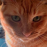 Ozzy is registered to the contest to win money with this photo: cat, orange_tabby, flower, close_up, whiskers, pet, animal, curious, fur, portrait, cute, indoor, soft_light, face, ears, paw, domestic_cat, feline, cute_pet, closeup