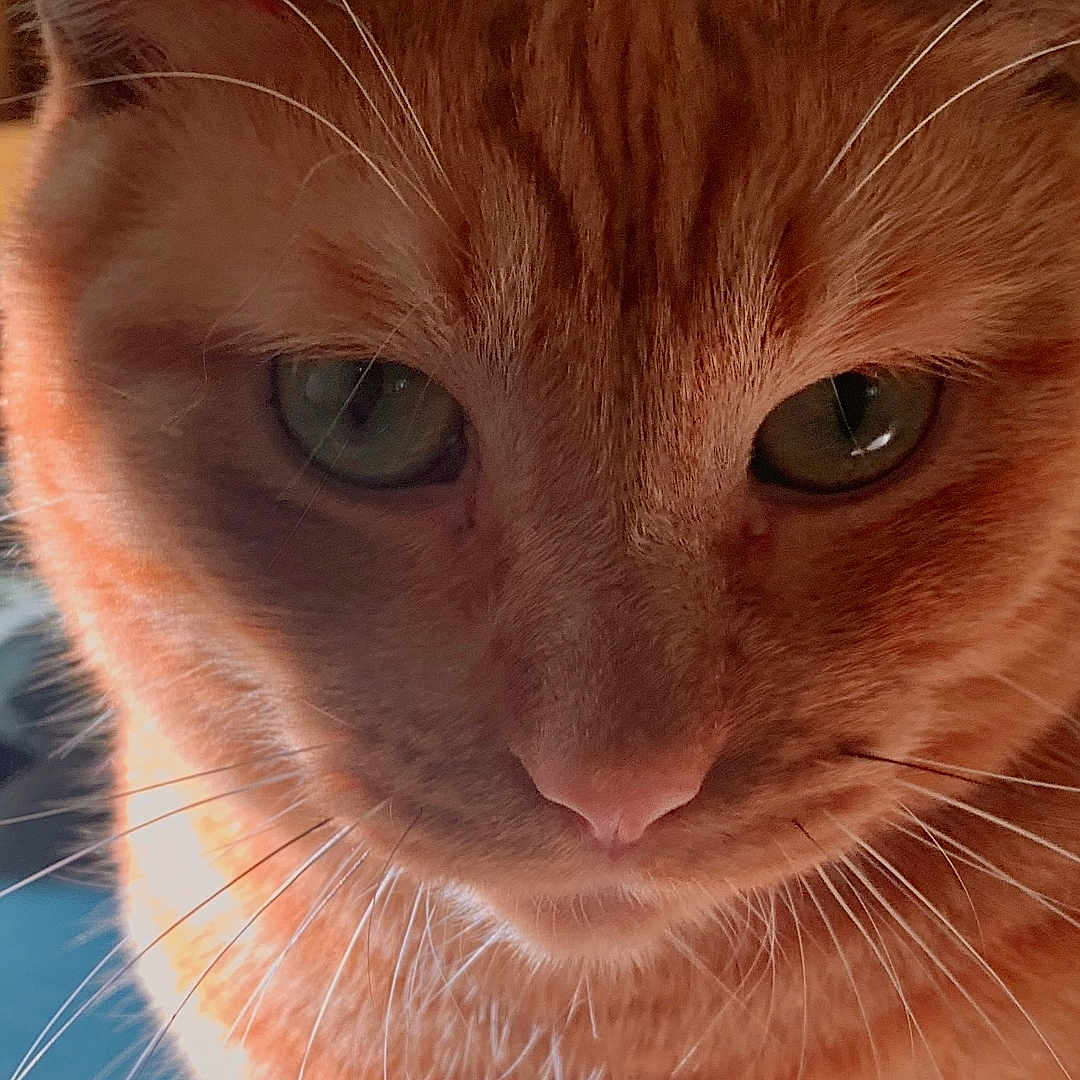 Ozzy is registered to the contest to win money with this photo: animal, cat, close_up, closeup, curious, cute, cute_pet, domestic_cat, ears, face, feline, flower, fur, indoor, orange_tabby, paw, pet, portrait, soft_light, whiskers