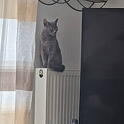 Stella participe au concours pour gagner de l'argent avec cette photo : cat, gray_cat, radiator, curtains, indoor, furniture, television, cordless_phone, shelf, figurines, domestic, window, natural_light, pet, animal, home, cozy, quiet, sitting, gazing