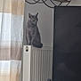 cat, gray_cat, radiator, curtains, indoor, furniture, television, cordless_phone, shelf, figurines, domestic, window, natural_light, pet, animal, home, cozy, quiet, sitting, gazing