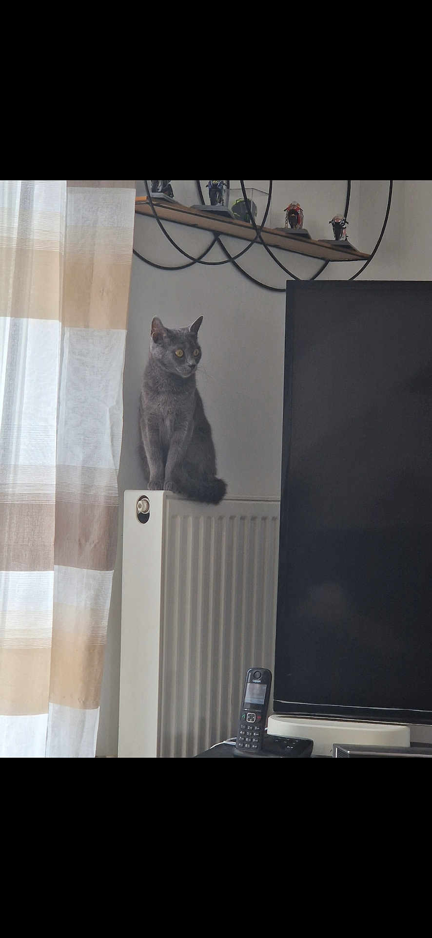 Stella