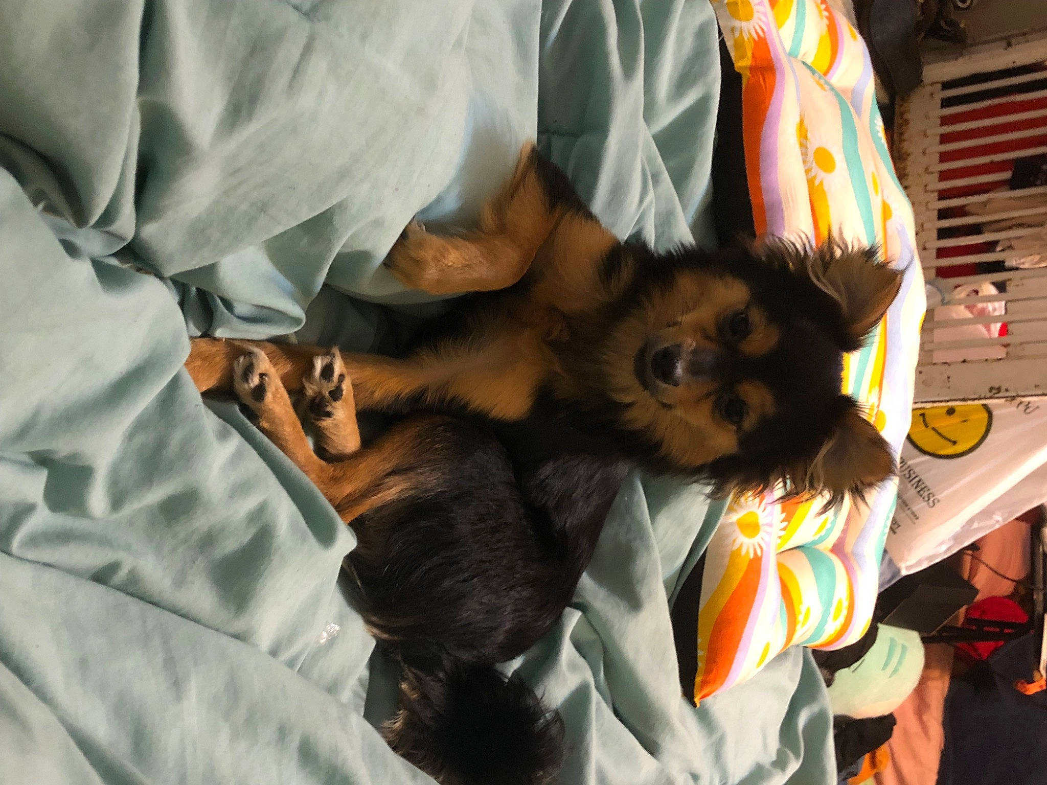 Jennie is registered to the contest to win money with this photo: bat, canidae, carnivore, comfort, companion_dog, dog, dog_breed, felidae, fur, linens, paw, small_to_medium_sized_cats, sporting_group, sunglasses, t_shirt, toy_dog