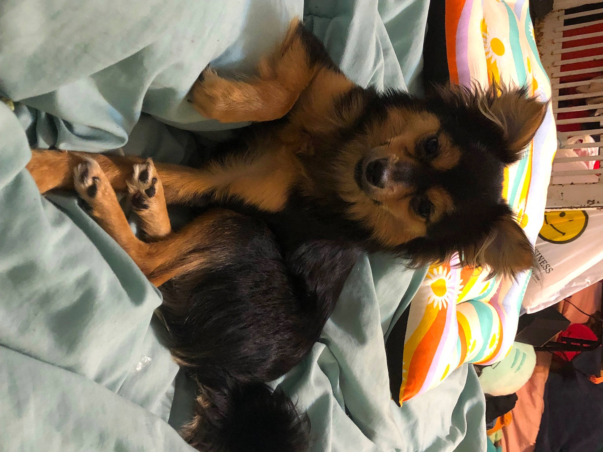 Jennie is registered to the contest to win money with this photo: bat, canidae, carnivore, comfort, companion_dog, corgi_chihuahua, dog, dog_breed, event, eyewear, fawn, felidae, fur, paw, snout, sporting_group, sunglasses, toy_dog, whiskers