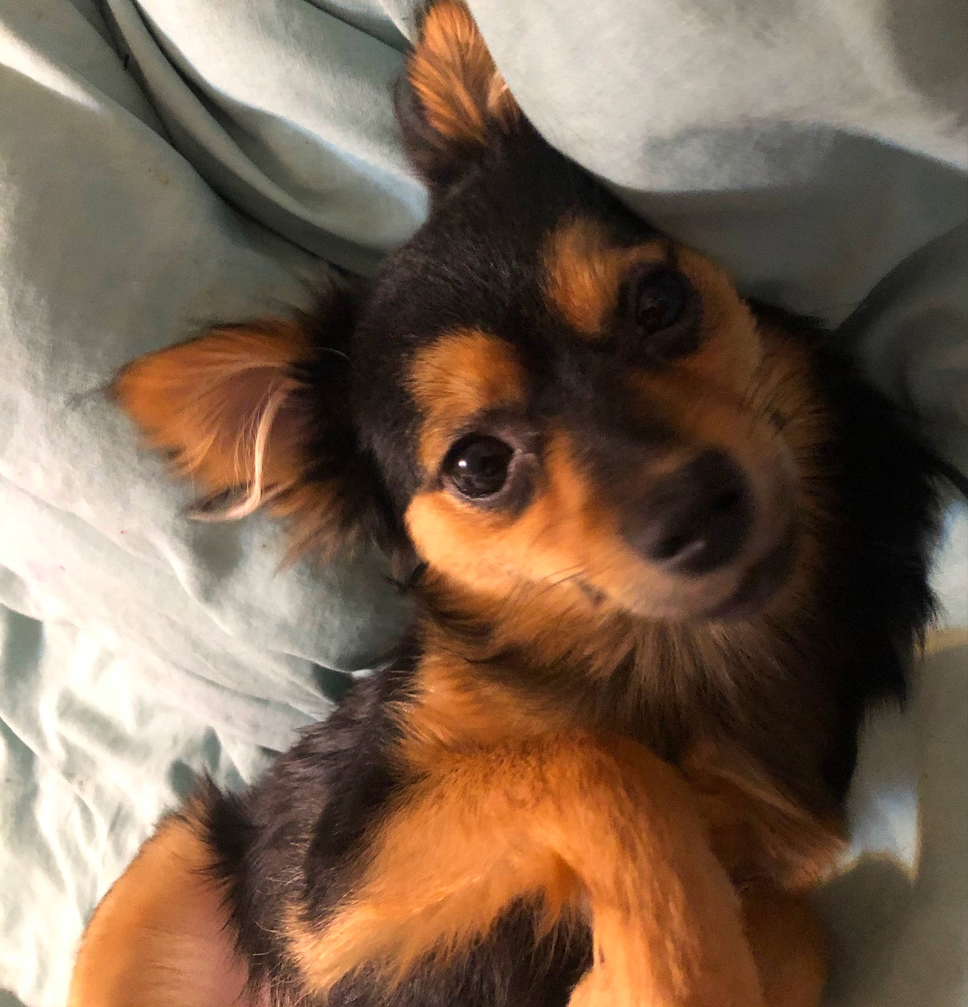 Jennie is registered to the contest to win money with this photo: canidae, carnivore, comfort, companion_dog, dog, dog_breed, dog_supply, ear, fawn, fur, paw, snout, terrestrial_animal, toy_dog, whiskers, working_dog