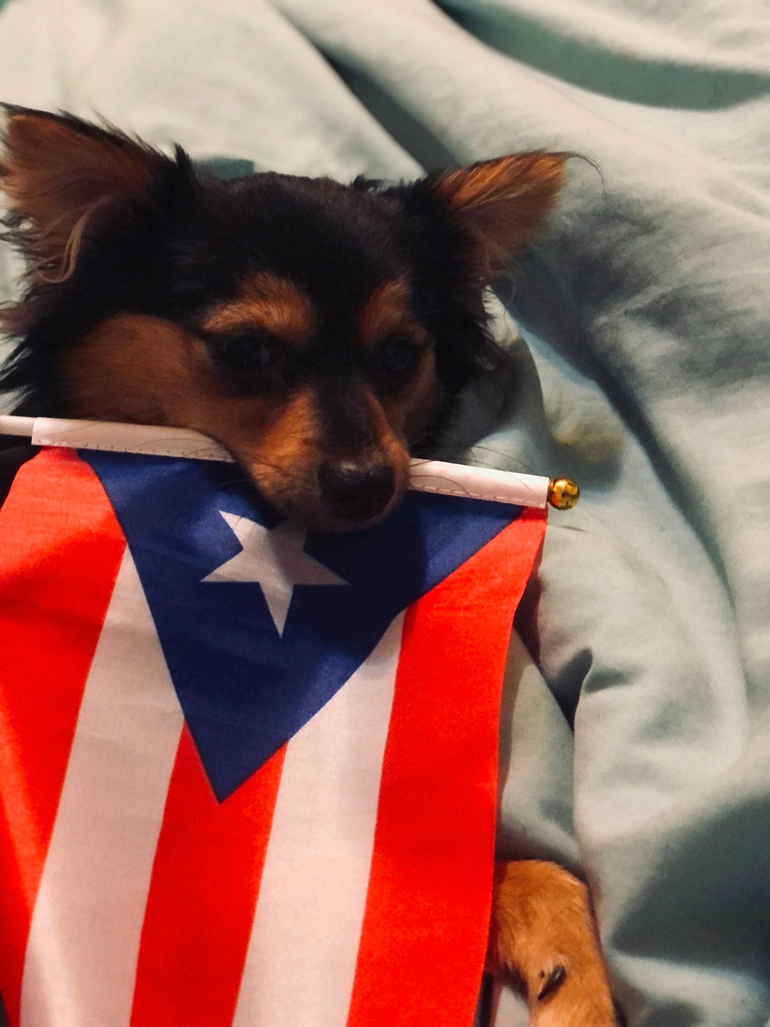 Jennie joined the competition — help win amazing prizes! beard, canidae, carnivore, collar, companion_dog, dog, dog_breed, electric_blue, event, eyewear, fawn, flag, flag_of_the_united_states, fur, lifejacket, official, snout, sunglasses, terrestrial_animal, whiskers