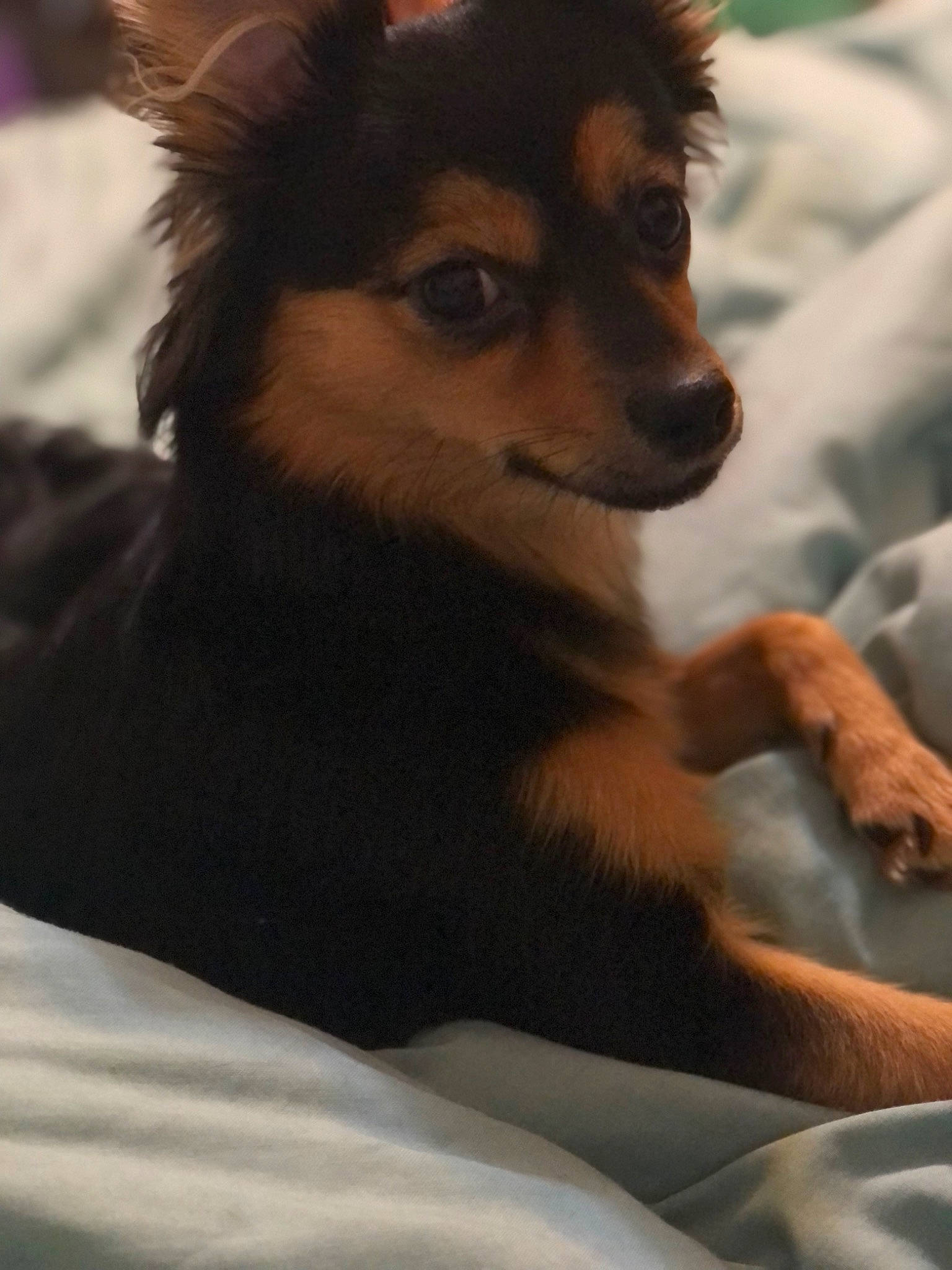 Jennie joined the competition — help win amazing prizes! canidae, canis, carnivore, close_up, companion_dog, dog, dog_breed, fawn, fur, light, snout, terrestrial_animal, whiskers, working_animal, working_dog