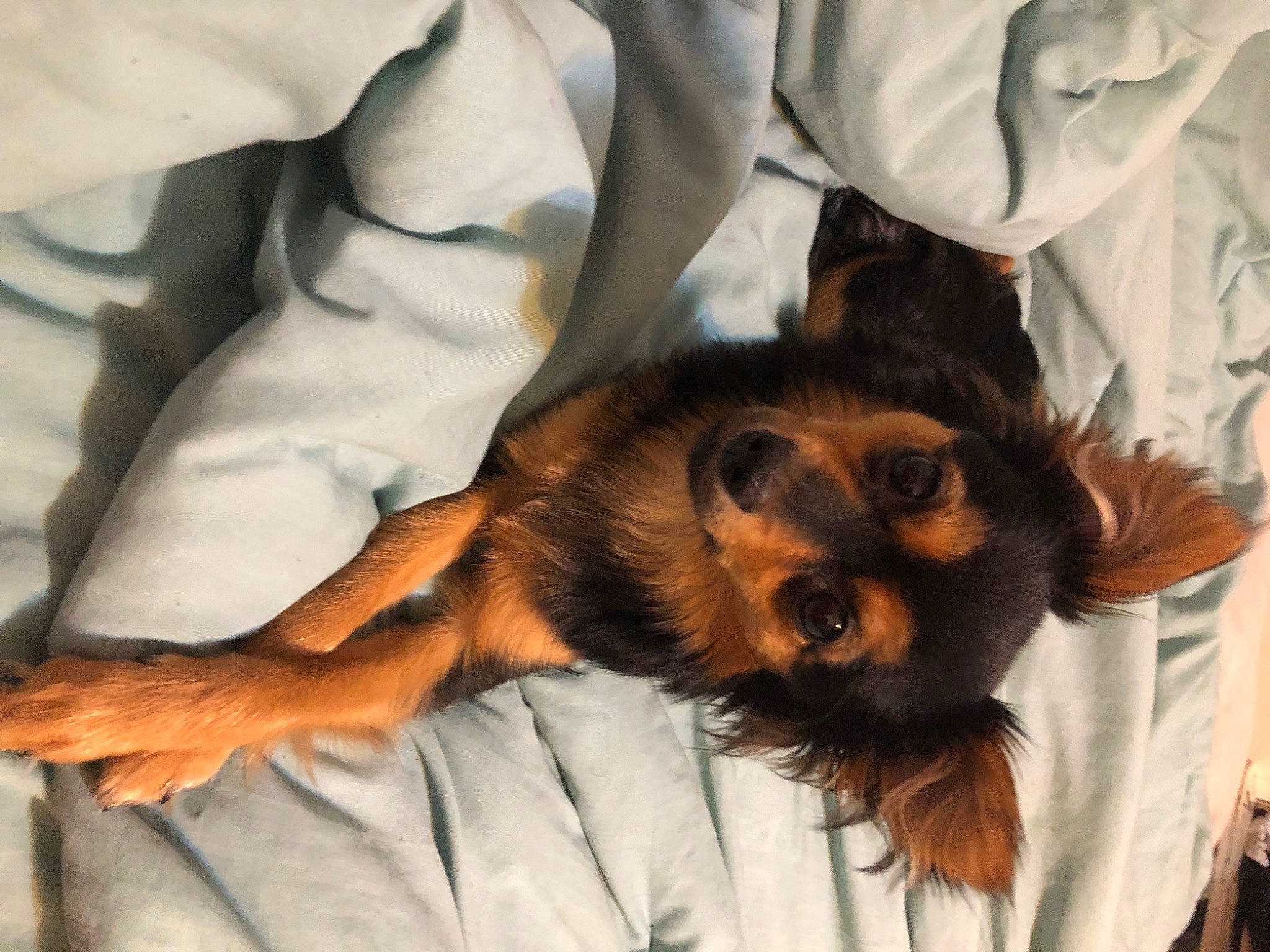 Jennie joined the competition — help win amazing prizes! bed, canidae, carnivore, comfort, companion_dog, dog, dog_breed, ear, fawn, felidae, fur, nap, paw, puppy, sleep, snout, sporting_group, terrestrial_animal, toy_dog, whiskers