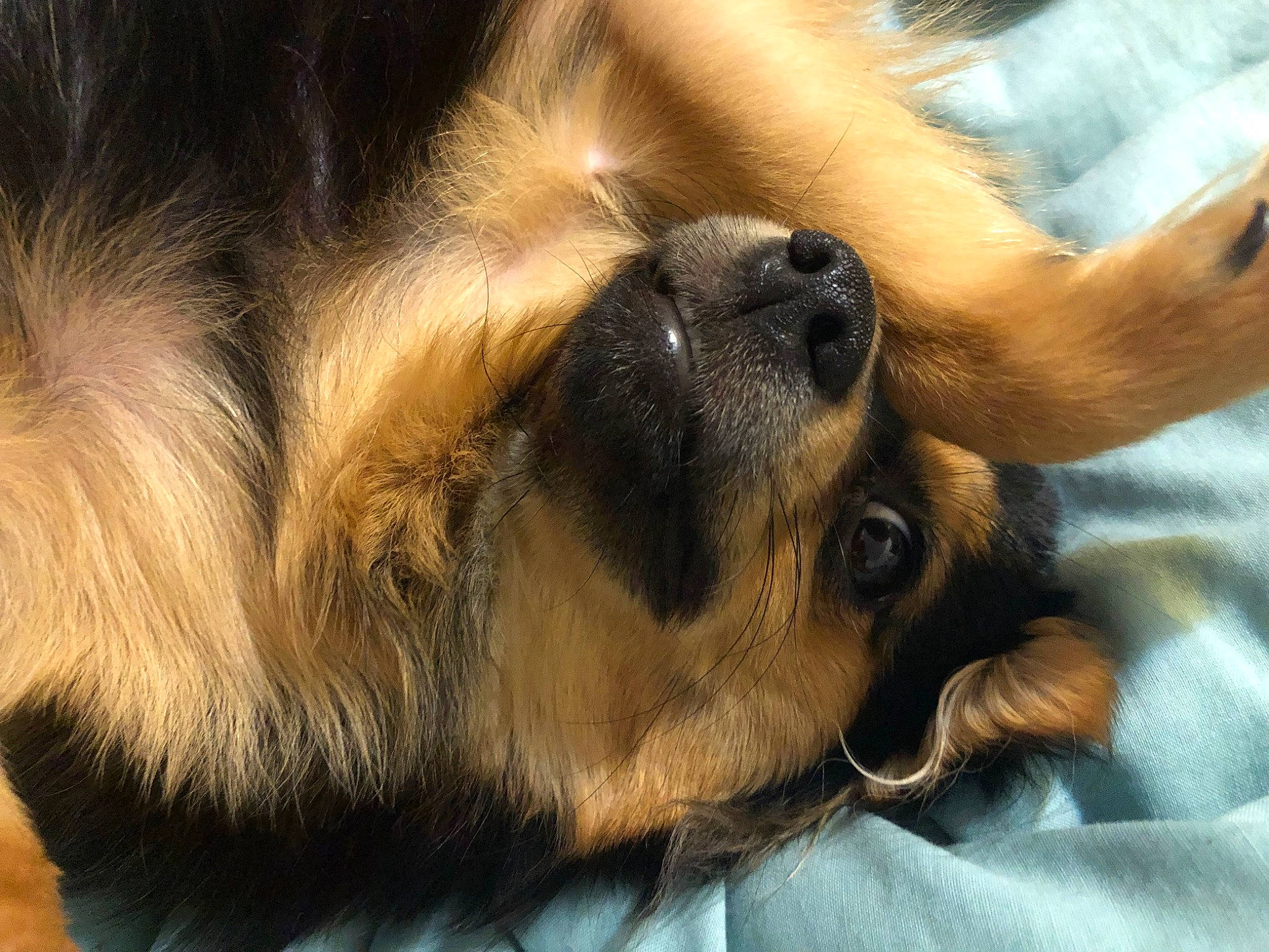 Jennie joined the competition — help win amazing prizes! canidae, carnivore, close_up, comfort, companion_dog, dog, dog_breed, ear, fawn, fur, heat, liver, paw, snout, sporting_group, tail, terrestrial_animal, whiskers, working_animal, working_dog