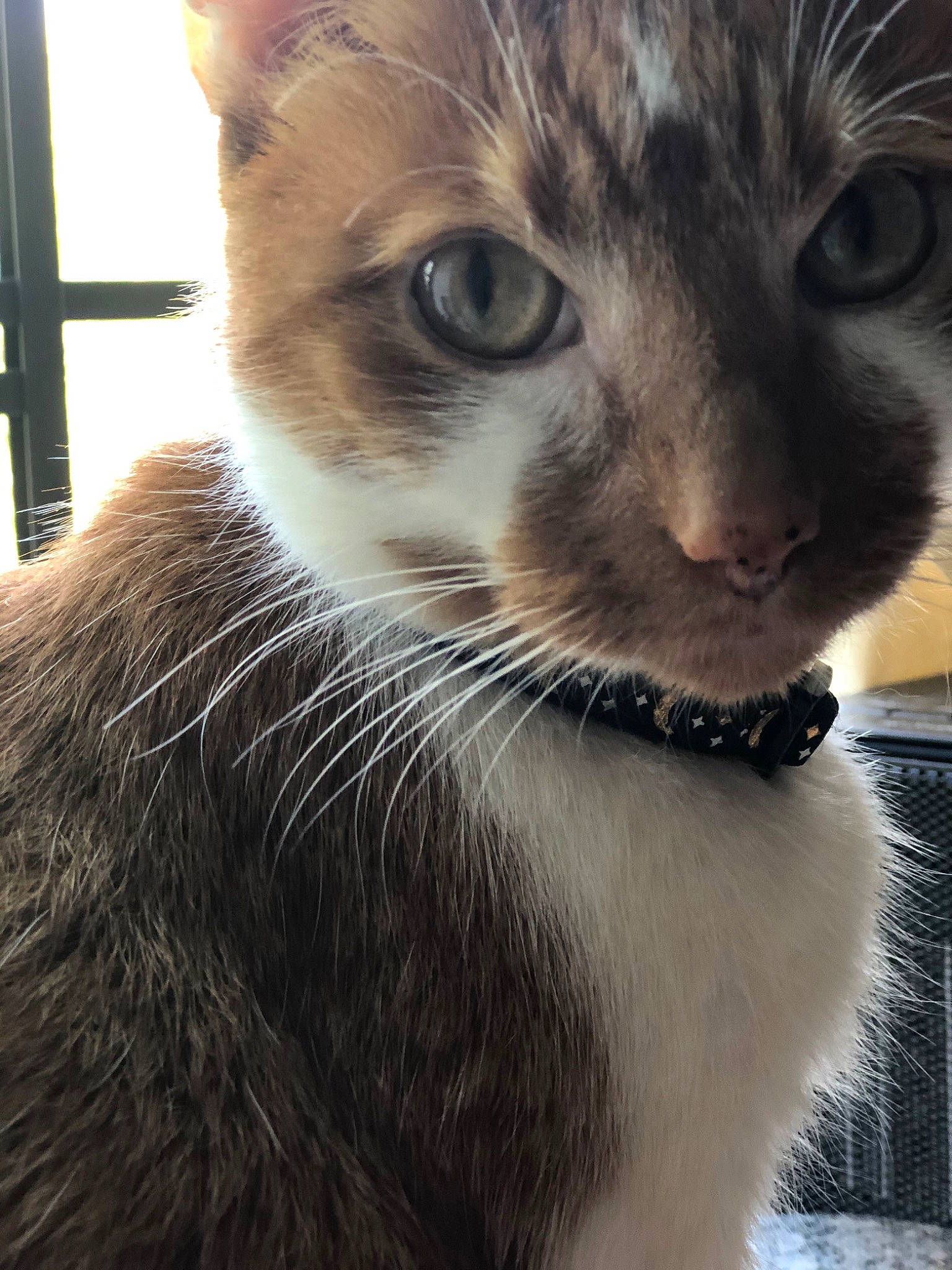 Chowder is registered to the contest to win money with this photo: carnivore, cat, claw, domestic_short_haired_cat, ear, felidae, fur, paw, photography, small_to_medium_sized_cats, snout, tail, whiskers, wildlife, window