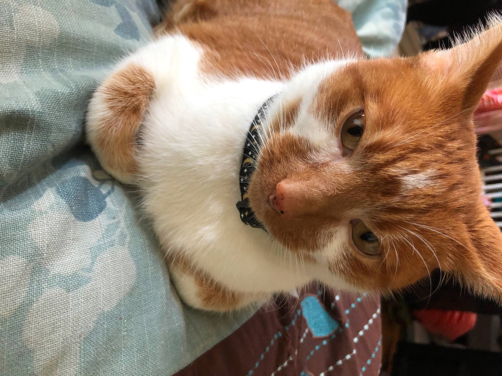 Chowder is registered to the contest to win money with this photo: canidae, carnivore, cat, claw, collar, comfort, companion_dog, domestic_short_haired_cat, ear, fawn, felidae, fur, pattern, paw, small_to_medium_sized_cats, snout, tail, whiskers