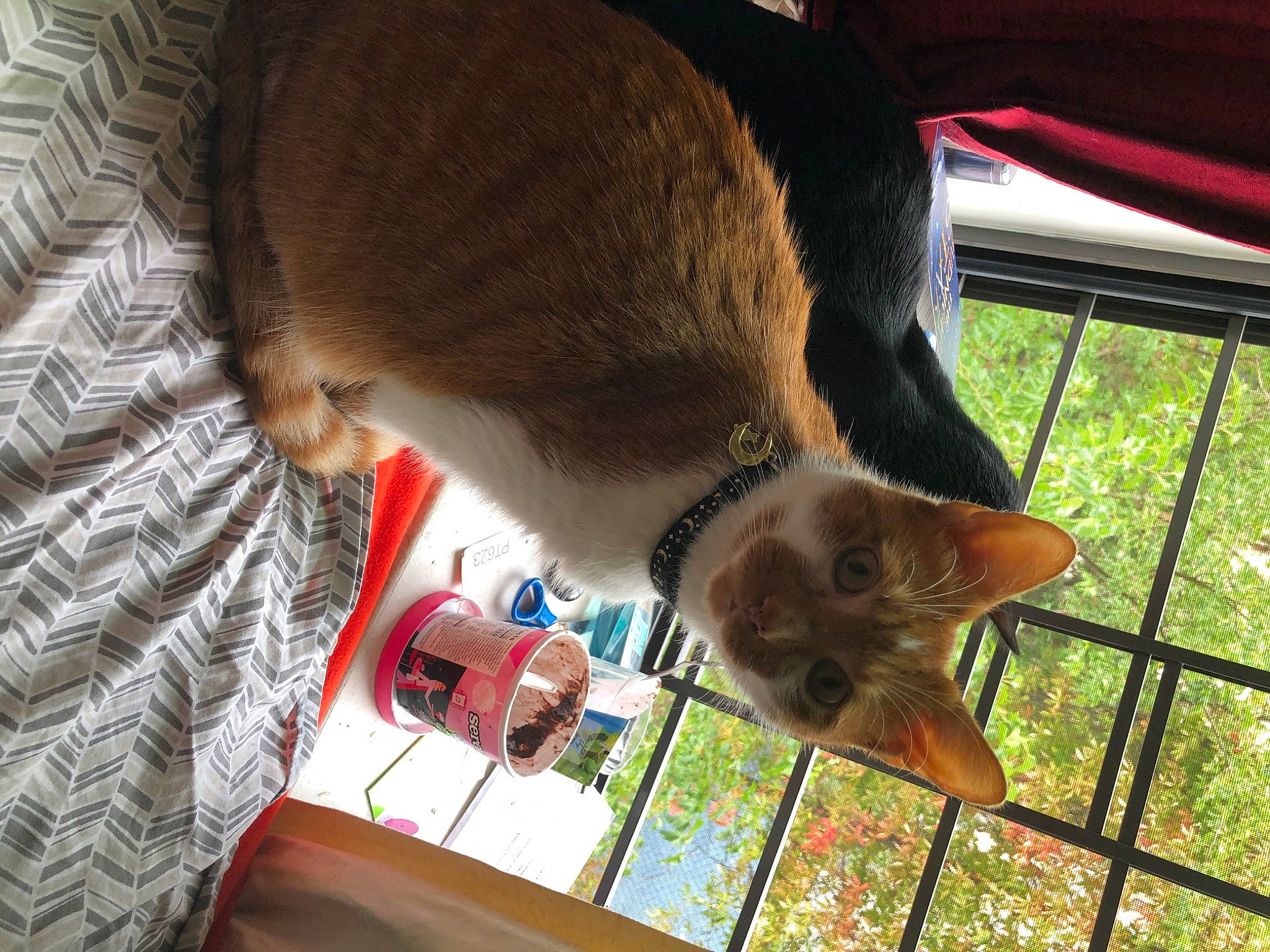 Chowder joined the competition — help win amazing prizes! carnivore, cat, cat_supply, domestic_short_haired_cat, fawn, felidae, fur, hat, mammal, plant, small_to_medium_sized_cats, tail, vertebrate, whiskers, window