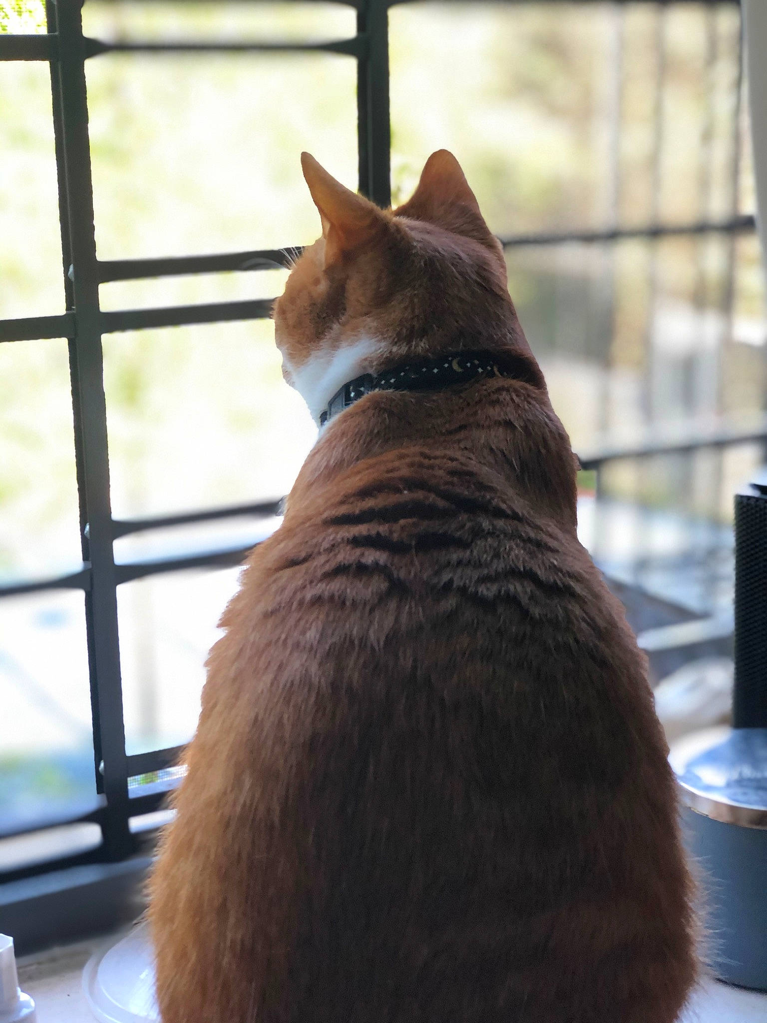 Chowder is registered to the contest to win money with this photo: canidae, carnivore, cat, comfort, domestic_short_haired_cat, fawn, felidae, flooring, fur, hardwood, liver, room, small_to_medium_sized_cats, snout, tail, tints_and_shades, tree, whiskers, window, wood