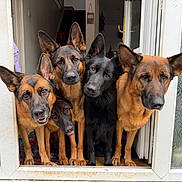 Lilly joined the competition — help win amazing prizes! dog, german_shepherd, black_dog, pets, animals, indoors, doorway, curious, group, canine, ears_up, looking, head_tilt, standing, floor, door_frame, closeup, companion, friendly, alert