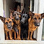 dog, german_shepherd, black_dog, pets, animals, indoors, doorway, curious, group, canine, ears_up, looking, head_tilt, standing, floor, door_frame, closeup, companion, friendly, alert