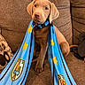 Nazca joined the competition — help win amazing prizes! adorable, animal, blue, brown_couch, canine, cozy, cute, decor, dog, fabric, fur, home, indoor, pet, portrait, puppy, scarf, sitting, yellow_stars, young_dog