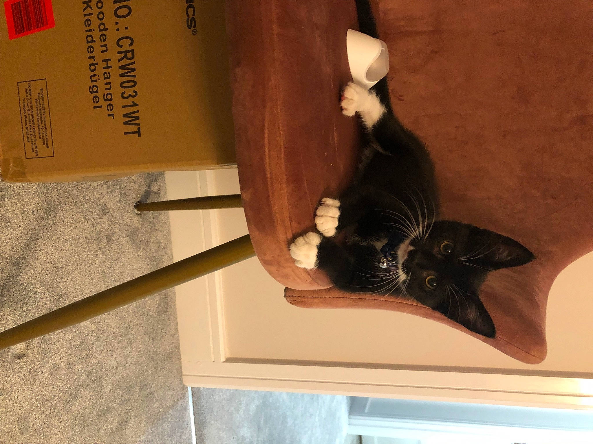 Dusty is registered to the contest to win money with this photo: black_cat, cat, chopsticks, fashion_accessory, felidae, fur, hardwood, plant, plywood, room, shelf, small_to_medium_sized_cats, stairs, tail, wood, wood_stain