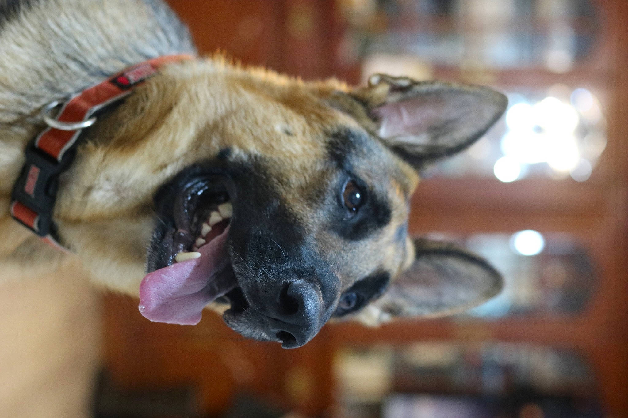 Thor joined the competition — help win amazing prizes! canidae, carnivore, close_up, collar, companion_dog, dog, dog_breed, dog_collar, ear, fawn, fur, leash, pet_supply, plant, snout, sporting_group, terrestrial_animal, whiskers, wildlife, wrinkle