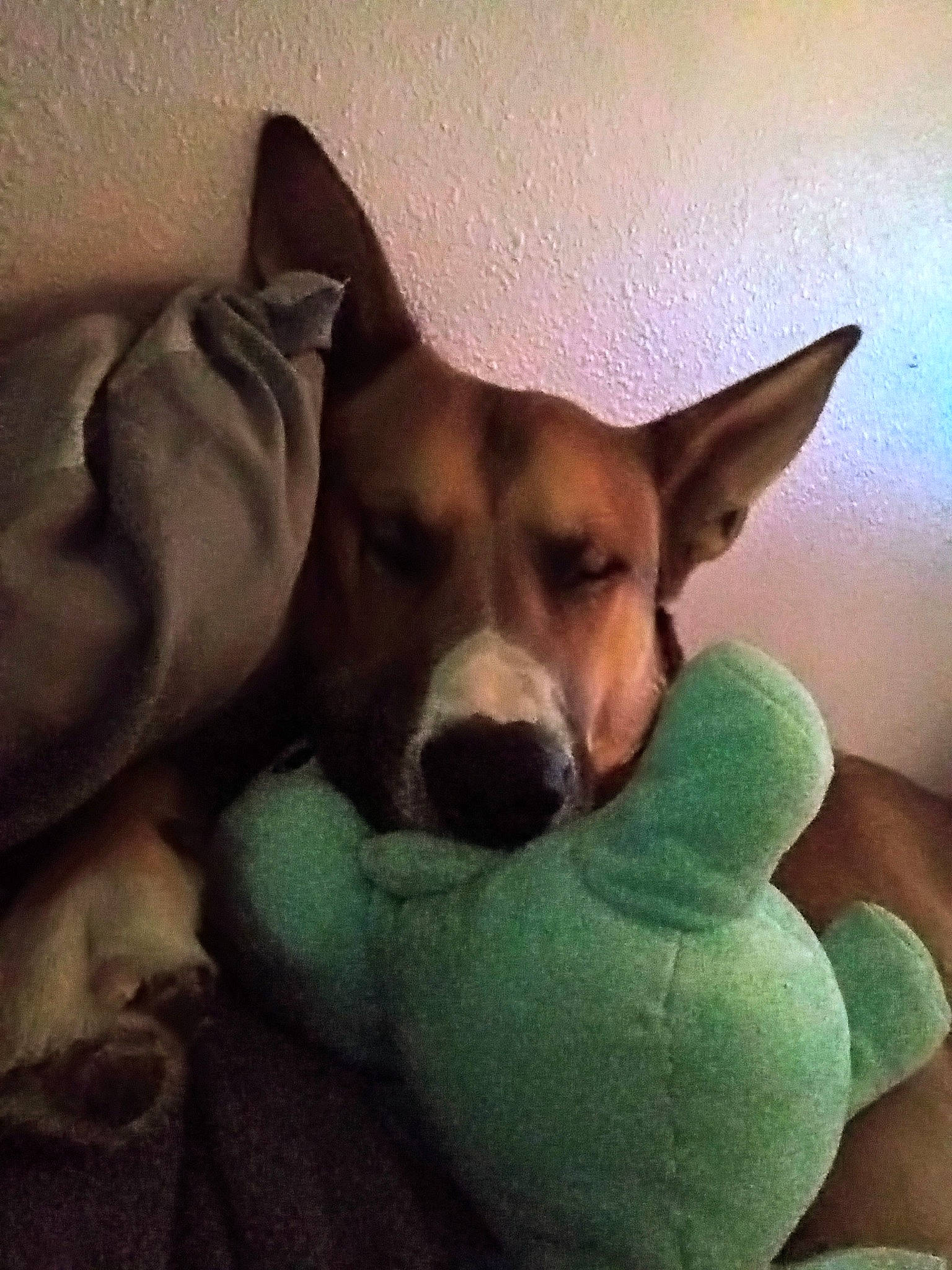 Dozer joined the competition — help win amazing prizes! canidae, carnivore, cloud, comfort, companion_dog, dog, dog_bed, dog_breed, dog_toy, ear, fawn, flooring, foot, fur, happy, linens, paw, square, whiskers, working_animal