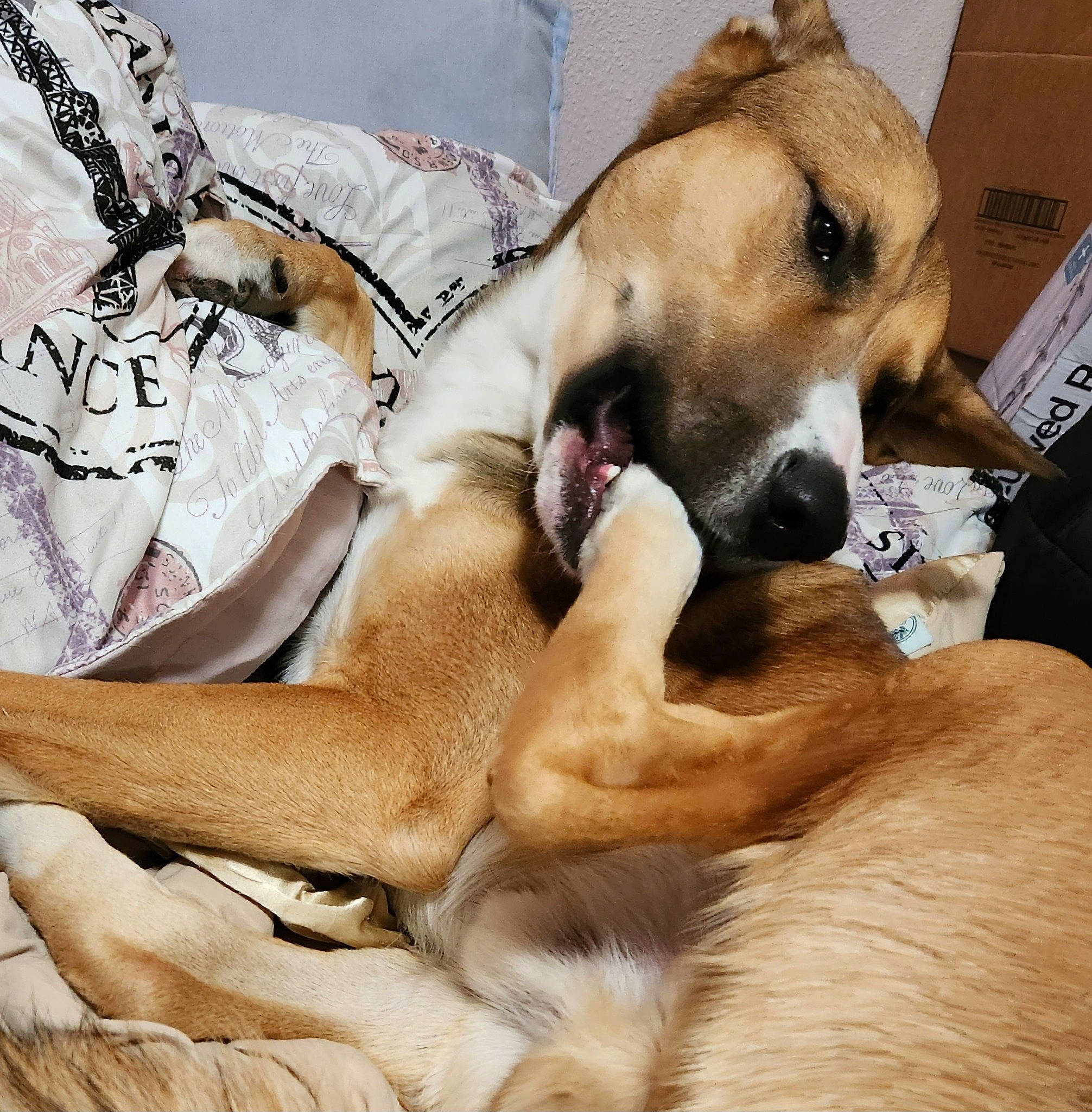 Dozer is registered to the contest to win money with this photo: box, canidae, carnivore, comfort, companion_dog, dog, dog_bed, dog_breed, dog_supply, fawn, fur, linens, nap, non_sporting_group, paw, shipping_box, sleep, snout, sporting_group, whiskers