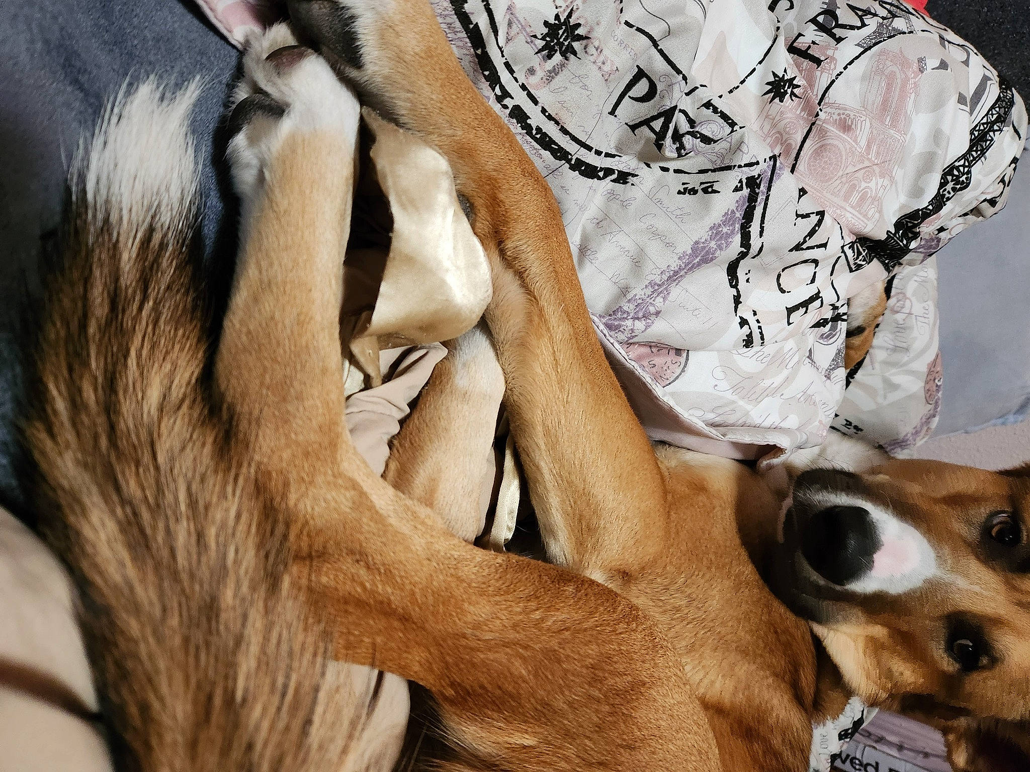 Dozer joined the competition — help win amazing prizes! abdomen, canidae, carnivore, comfort, companion_dog, dog, dog_breed, fawn, foot, fur, gesture, human_leg, linens, paw, sleeve, snout, sporting_group, thigh, whiskers, working_animal