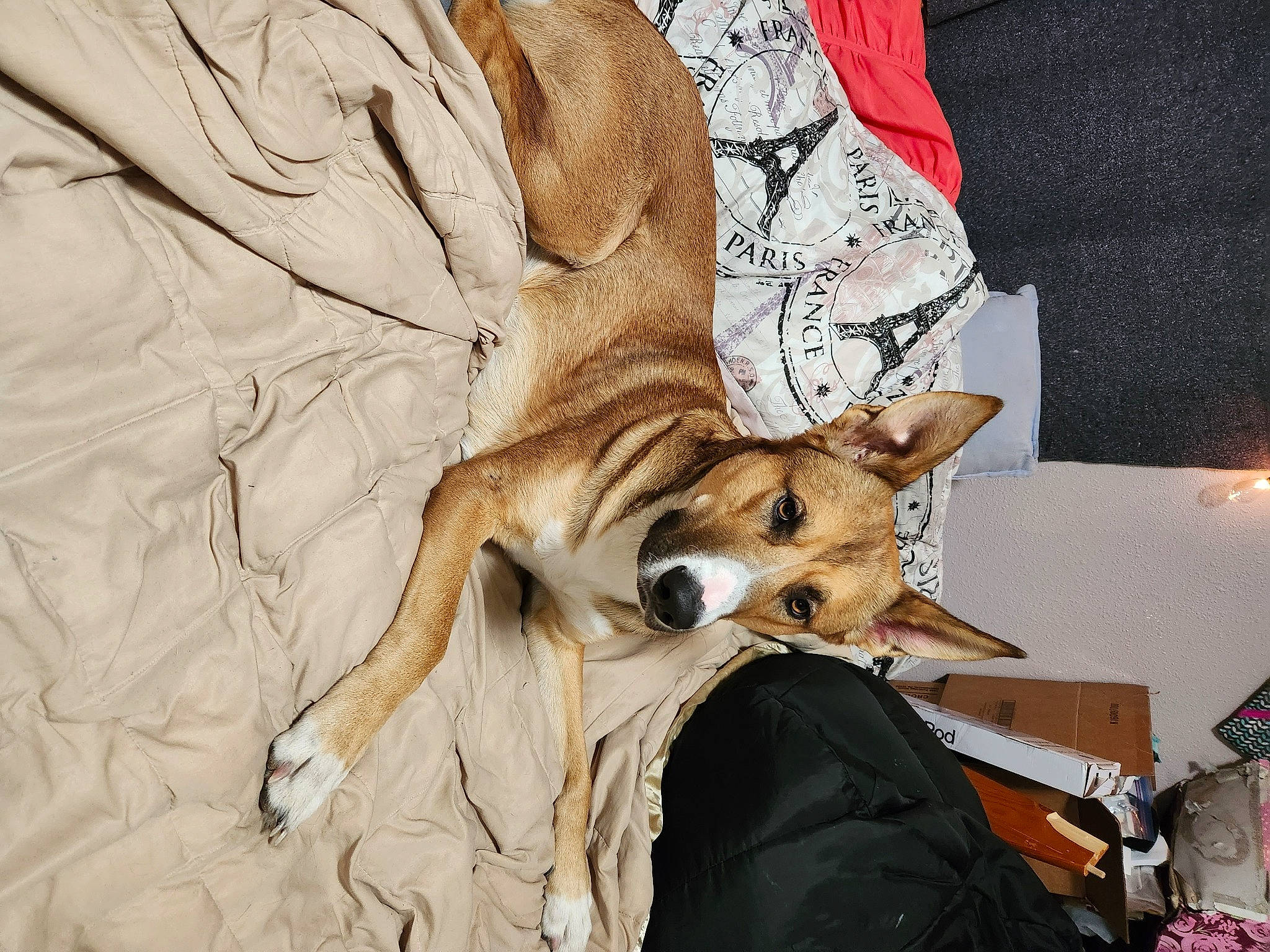 Dozer joined the competition — help win amazing prizes! ancient_dog_breeds, bed, canidae, carnivore, comfort, companion_dog, dog, dog_breed, event, fawn, felidae, fur, linens, nap, non_sporting_group, paw, small_to_medium_sized_cats, sporting_group, toy_dog, whiskers