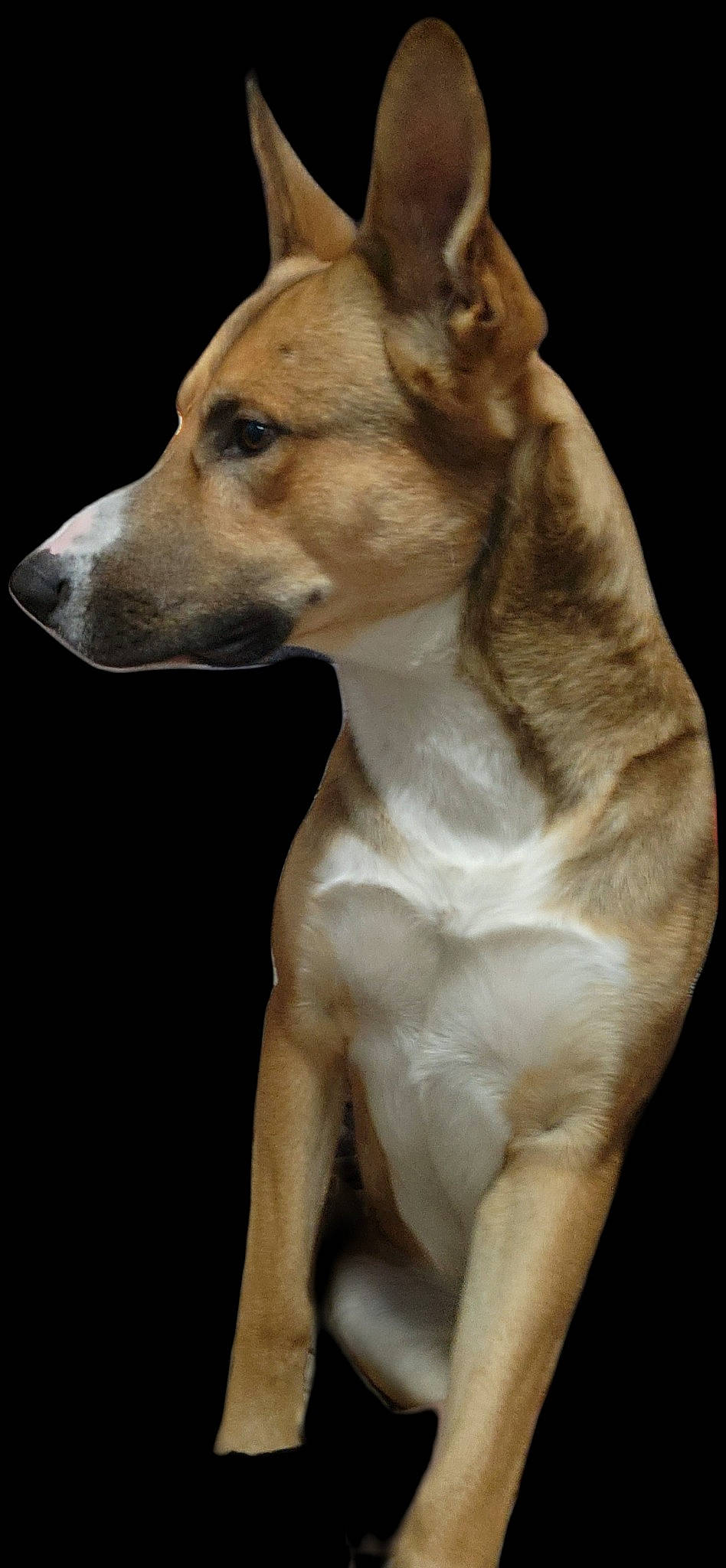 Dozer joined the competition — help win amazing prizes! ancient_dog_breeds, carnivore, collar, companion_dog, dog, dog_breed, dog_collar, dog_supply, non_sporting_group, rampur_greyhound, sighthound, snout, tail, terrestrial_animal, whiskers, working_animal