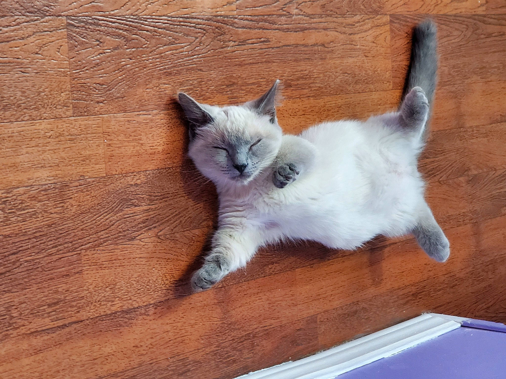 Elliott is registered to the contest to win money with this photo: carnivore, cat, claw, comfort, domestic_short_haired_cat, fawn, felidae, flooring, foot, fur, hardwood, paw, sitting, small_to_medium_sized_cats, snout, tail, terrestrial_animal, whiskers, wood, wood_stain