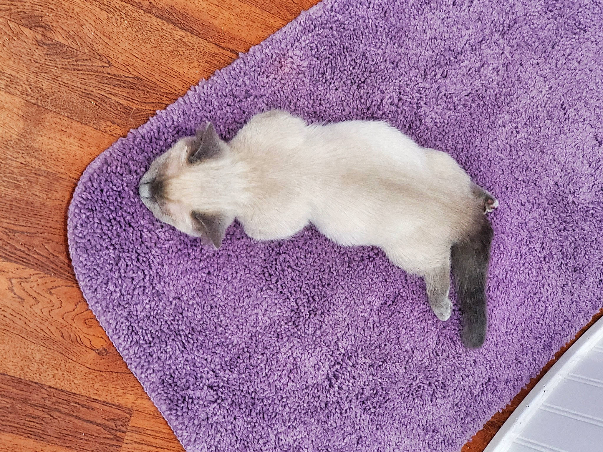 Elliott joined the competition — help win amazing prizes! canidae, carnivore, companion_dog, dog_breed, fawn, felidae, hardwood, paw, purple, small_to_medium_sized_cats, snout, suidae, tail, textile, toy_dog, violet, whiskers, wood, working_animal, zingiber