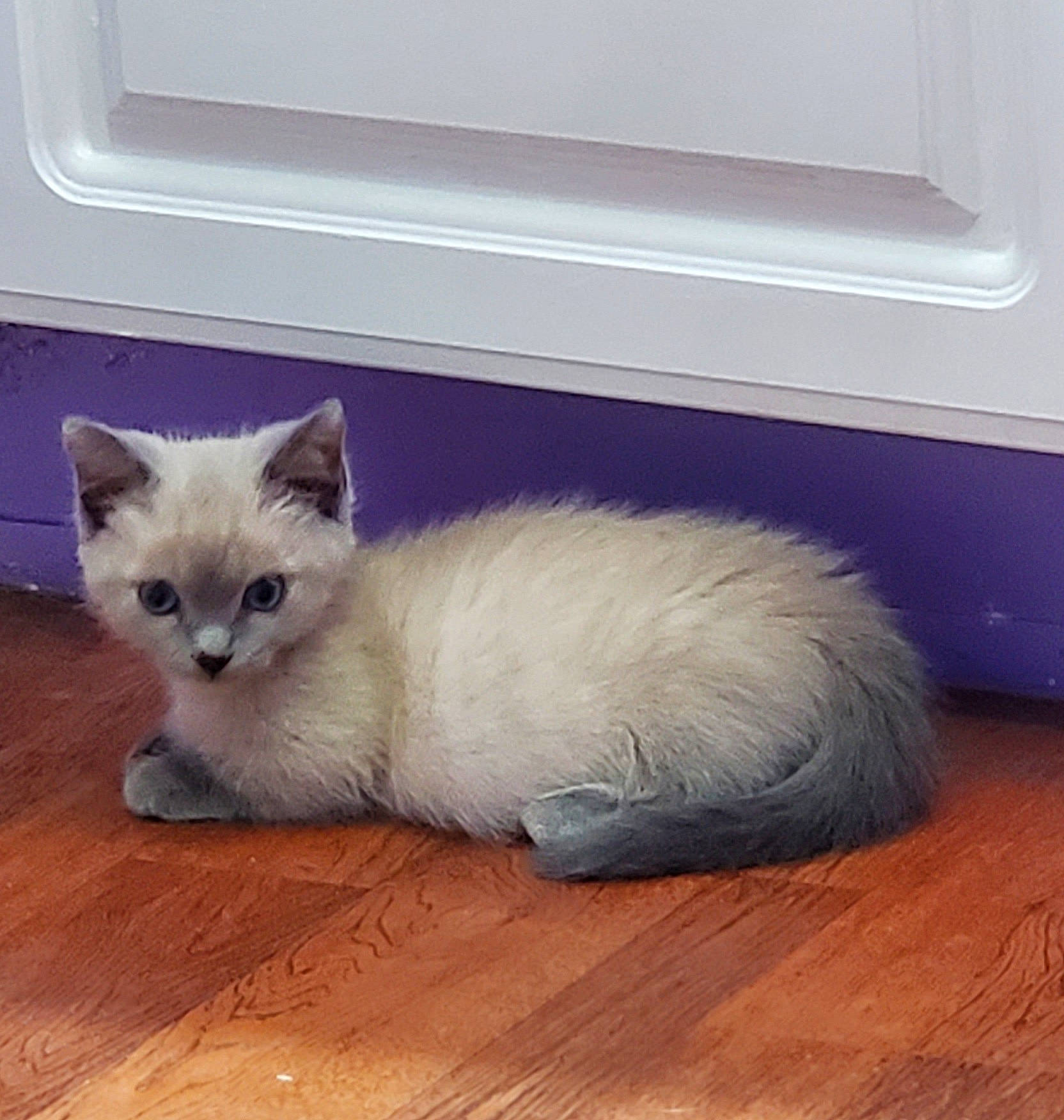 Elliott is registered to the contest to win money with this photo: balinese, carnivore, cat, comfort, domestic_short_haired_cat, eye, fawn, felidae, flooring, fur, hardwood, head, laminate_flooring, paw, siamese, small_to_medium_sized_cats, snout, tail, whiskers, wood