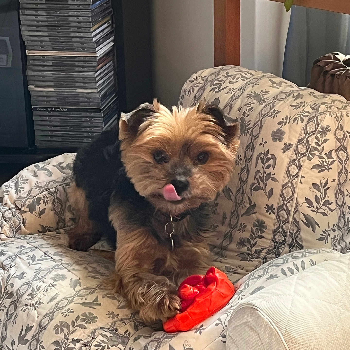 Lumia a rejoint le concours — aidez-le/la à gagner de superbes lots ! animal, companion, couch, cozy, cute, decor, dog, fluffy, furniture, home, indoor, licking_nose, orange_toy, patterned_couch, paw, pet, relaxed, small_dog, stack_of_cds, toy