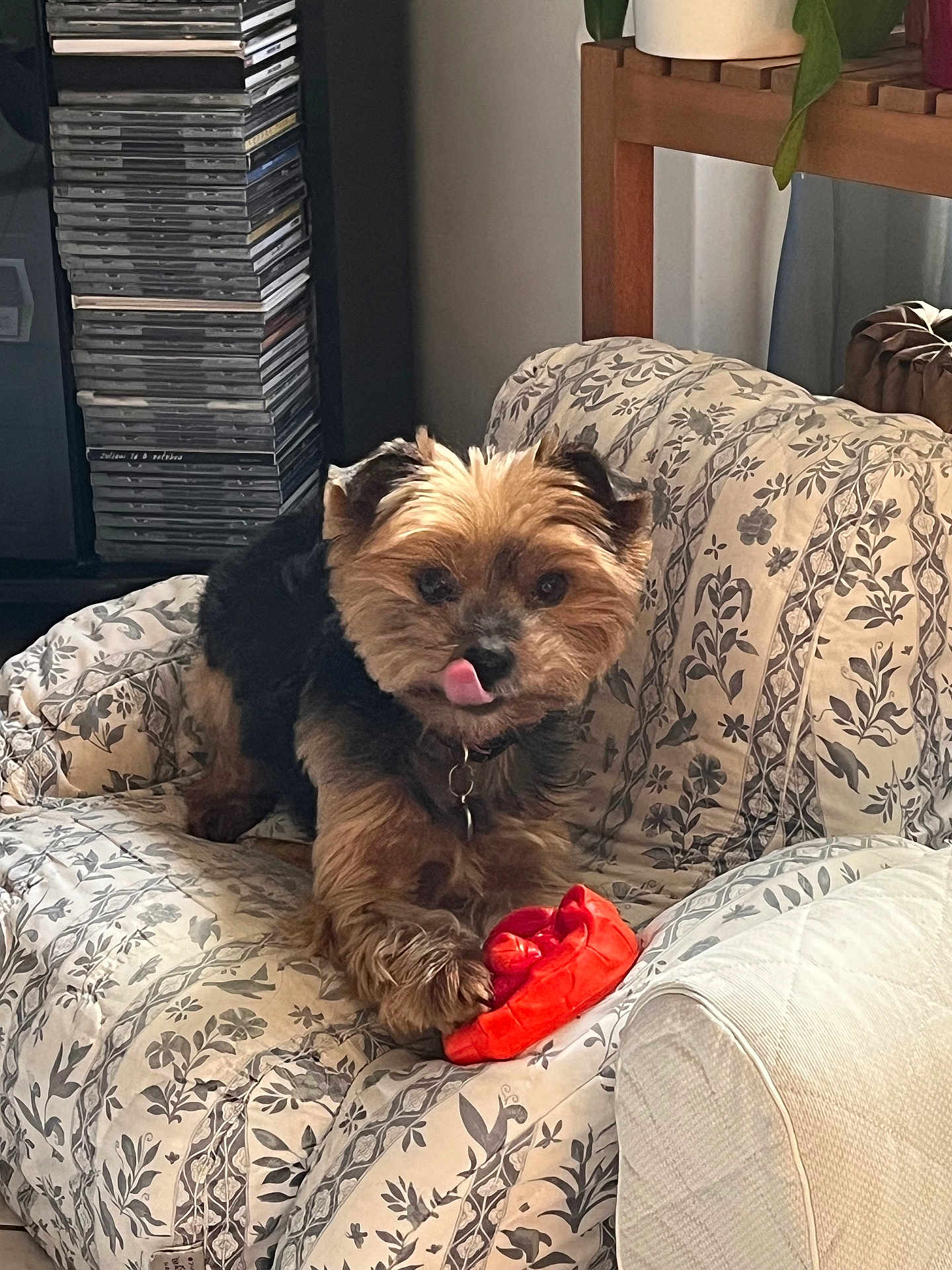 Lumia a rejoint le concours — aidez-le/la à gagner de superbes lots ! dog, small_dog, pet, toy, couch, patterned_couch, indoor, home, cozy, fluffy, licking_nose, paw, orange_toy, stack_of_cds, furniture, decor, relaxed, animal, companion, cute