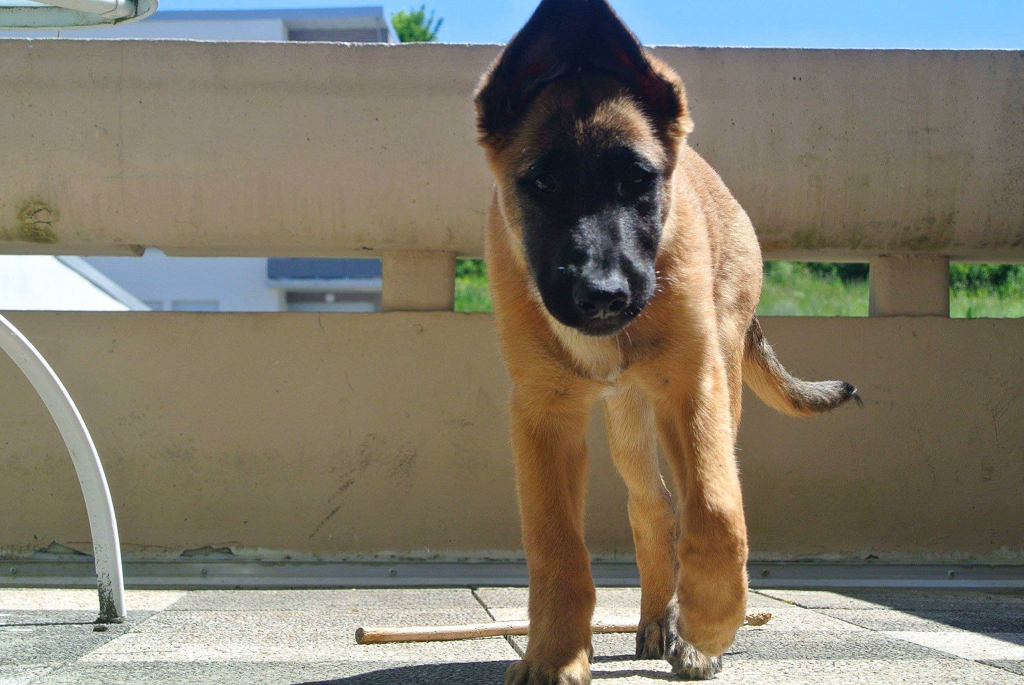 Jugh participe au concours pour gagner de l'argent avec cette photo : belgian_shepherd_malinois, canidae, carnivore, dog, dog_breed, fawn, mammal, snout, street_dog, vertebrate