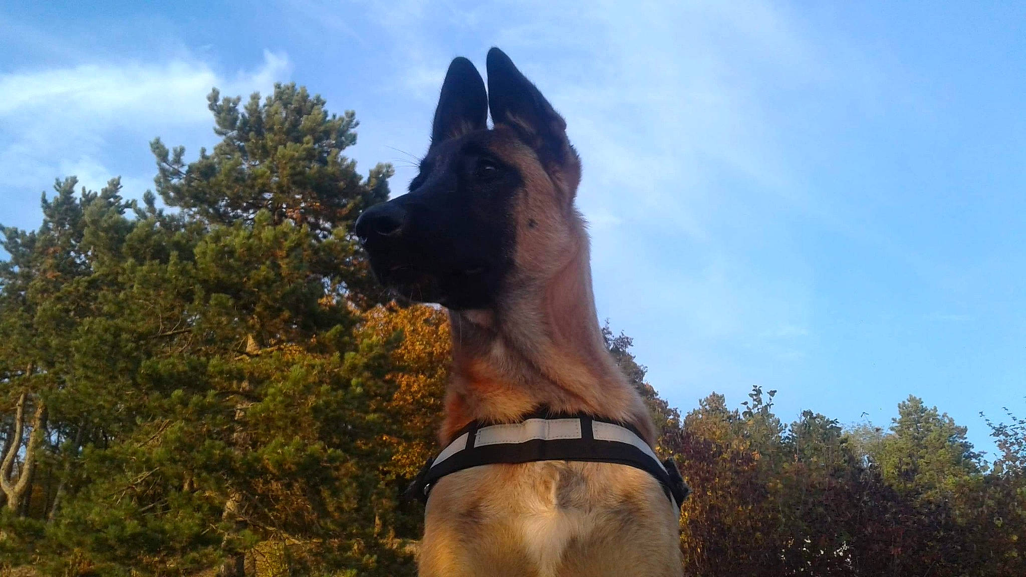 Jugh participe au concours pour gagner de l'argent avec cette photo : belgian_shepherd_malinois, canidae, carnivore, dog, dog_breed, fawn, german_shepherd_dog, great_dane, guard_dog, mammal, sky, snout, stallion, vertebrate, working_dog