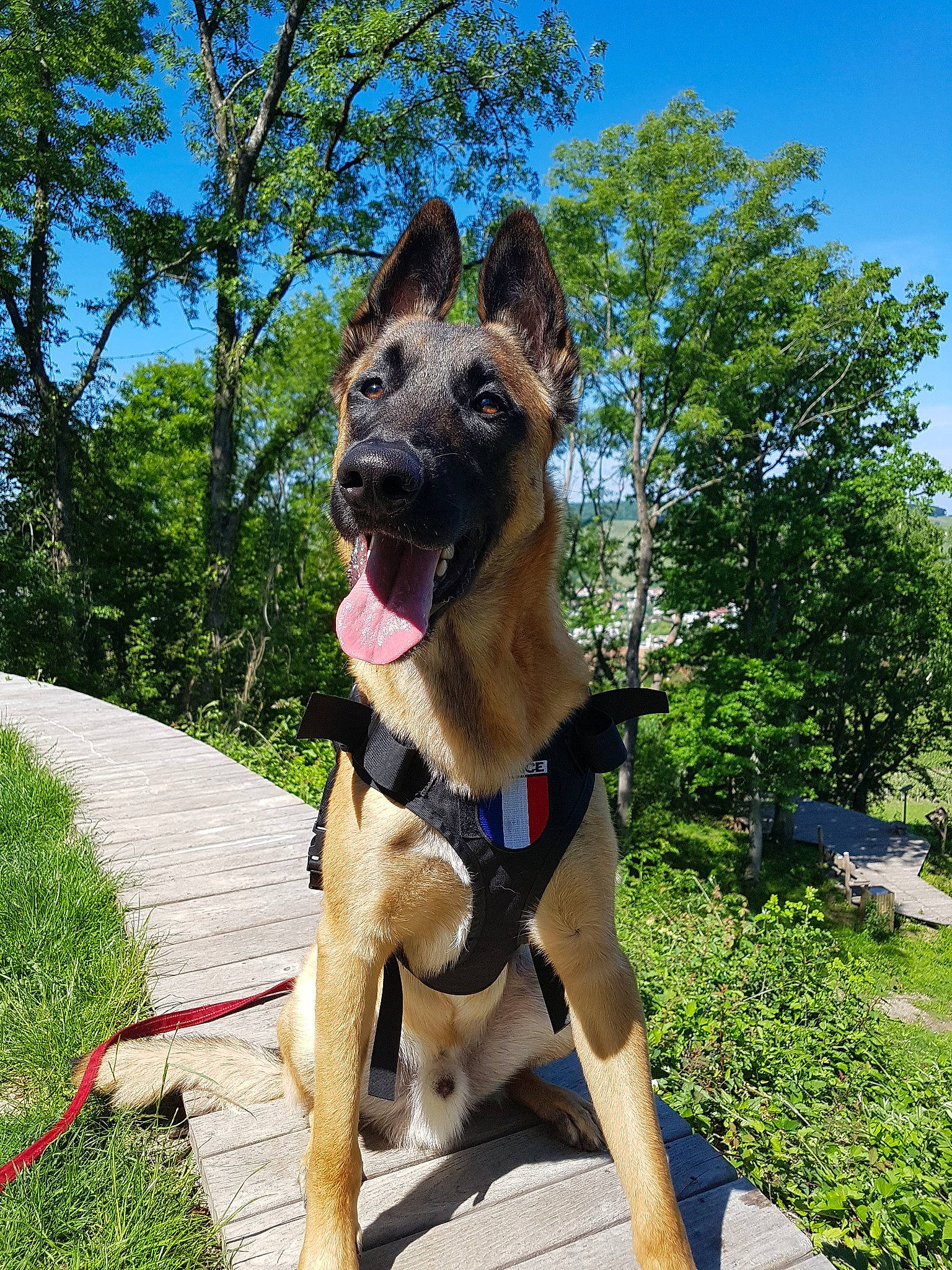 Jugh participe au concours pour gagner de l'argent avec cette photo : belgian_shepherd, belgian_shepherd_malinois, canidae, carnivore, collar, dog, dog_breed, dog_collar, dog_walking, fawn, german_shepherd_dog, leash, mammal, obedience_training, police_dog, rare_breed_dog, snout, vertebrate, working_dog