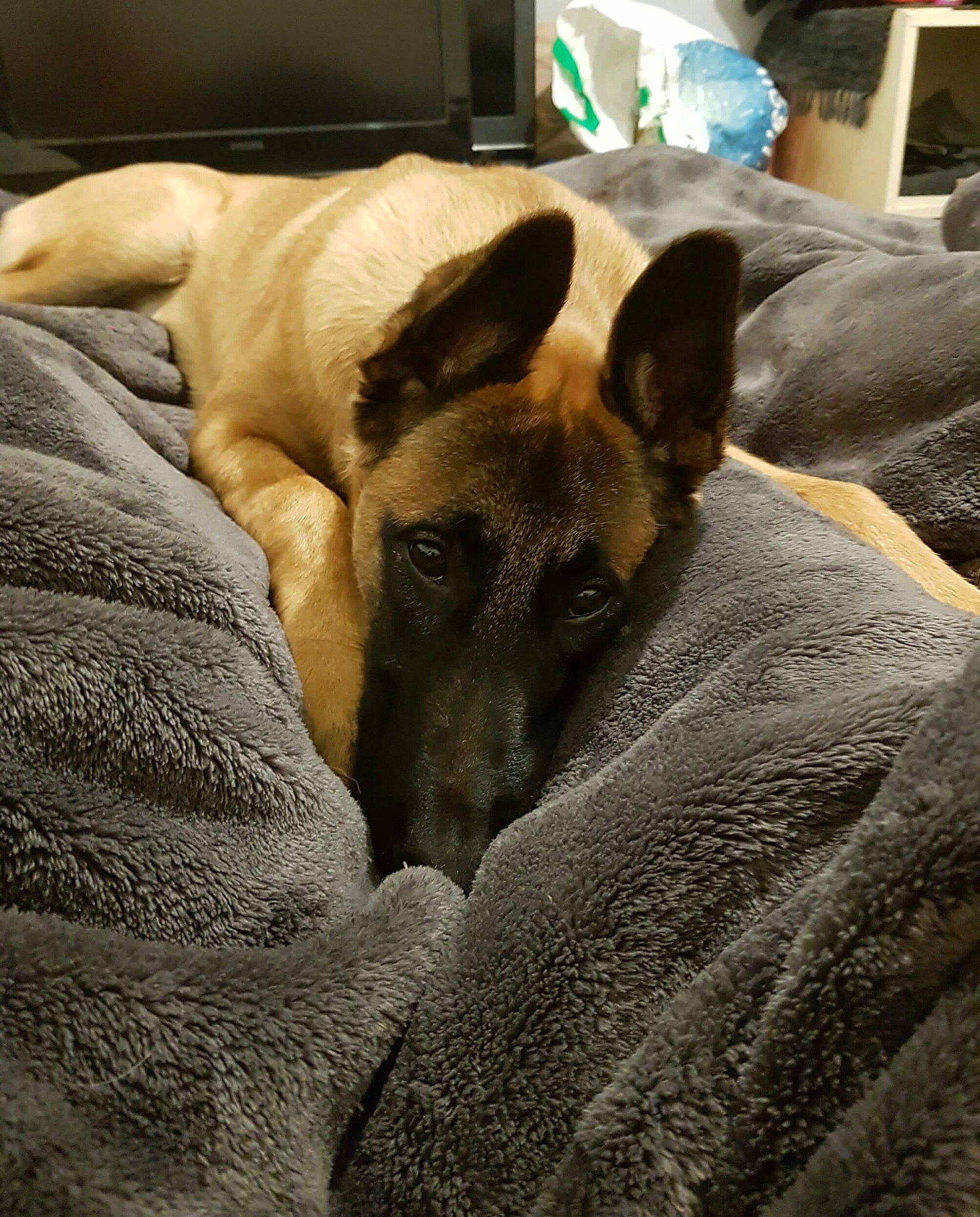 Jugh participe au concours pour gagner de l'argent avec cette photo : belgian_shepherd_malinois, canidae, carnivore, dog, dog_breed, fawn, mammal, snout, vertebrate