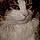 Petit Chat