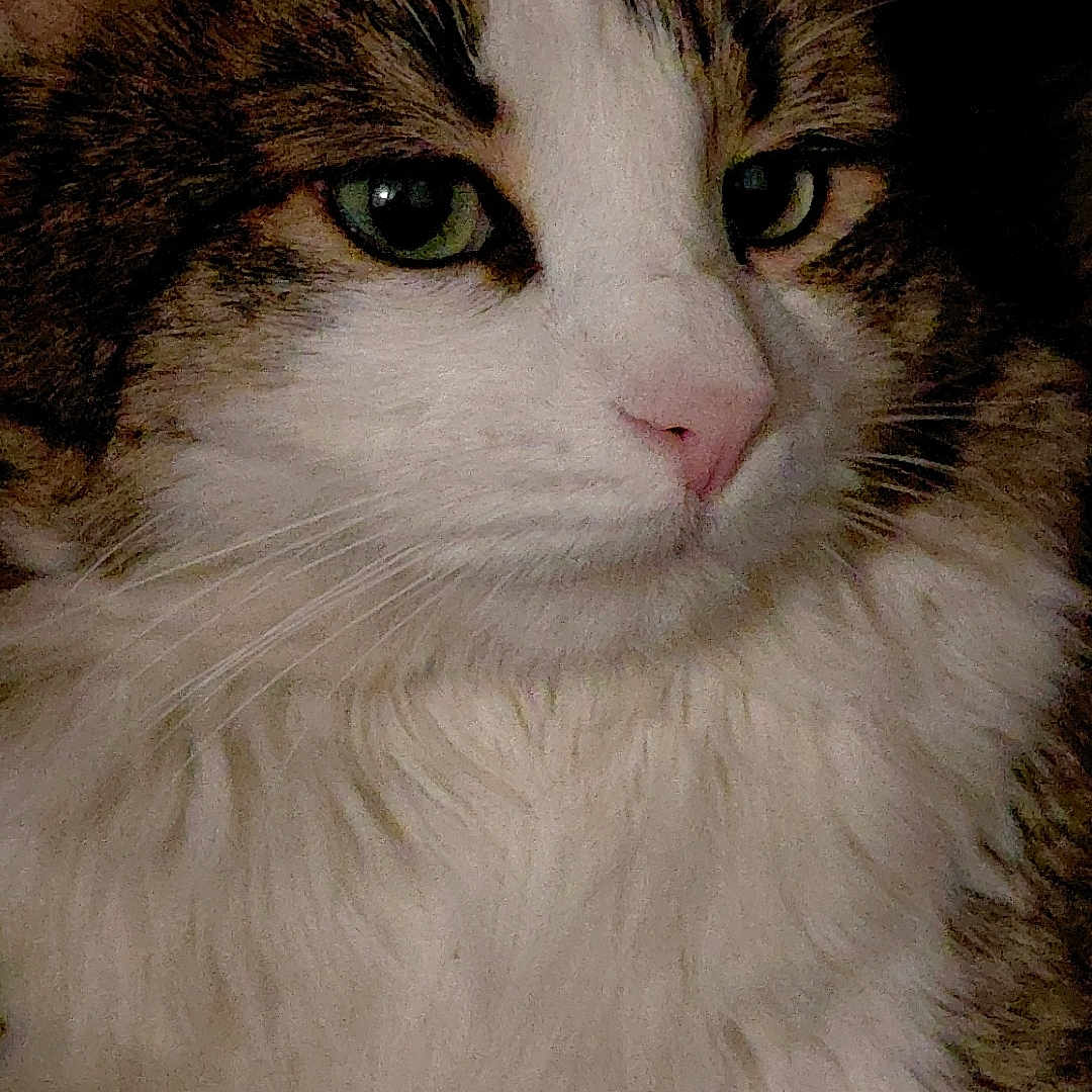 Petit Chat