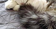 Petit Chat a rejoint le concours — aidez-le/la à gagner de superbes lots ! animal, blanket, cat, cozy, curled_up, cute, domestic, ears, feline, fur, gray, indoor, pet, relaxed, resting, sleepy, soft, tabby, tail, whiskers