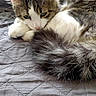 animal, blanket, cat, cozy, curled_up, cute, domestic, ears, feline, fur, gray, indoor, pet, relaxed, resting, sleepy, soft, tabby, tail, whiskers