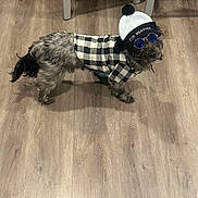Buddy joined the competition — help win amazing prizes! dog, pet, clothing, hat, sunglasses, indoor, floor, table, wooden_floor, black_and_white, fashion, accessory, small_dog, canine, costume, beanie, checkered_shirt, standing, domestic_animal, cute